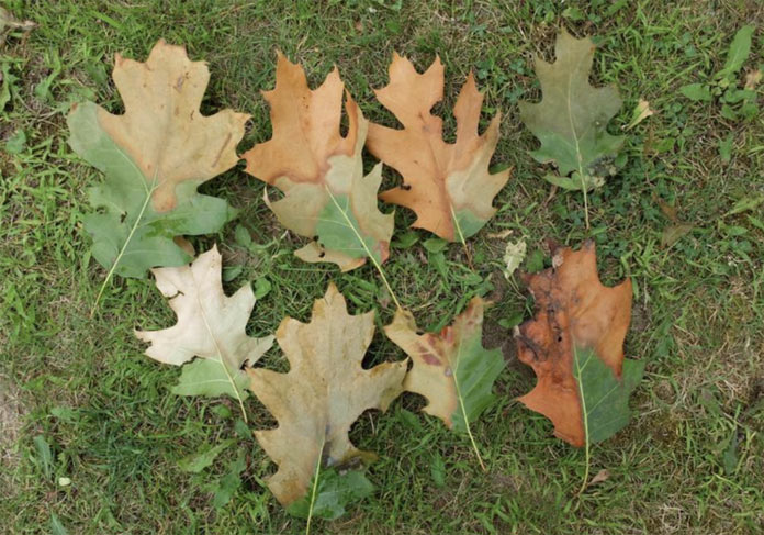 Oak leaves showing oak wilt symptoms. Photo by Monique Sakalidis, Michigan State University.