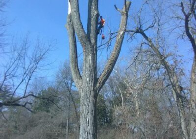 S.M.B Family Tree Service - House Springs - Tree Services