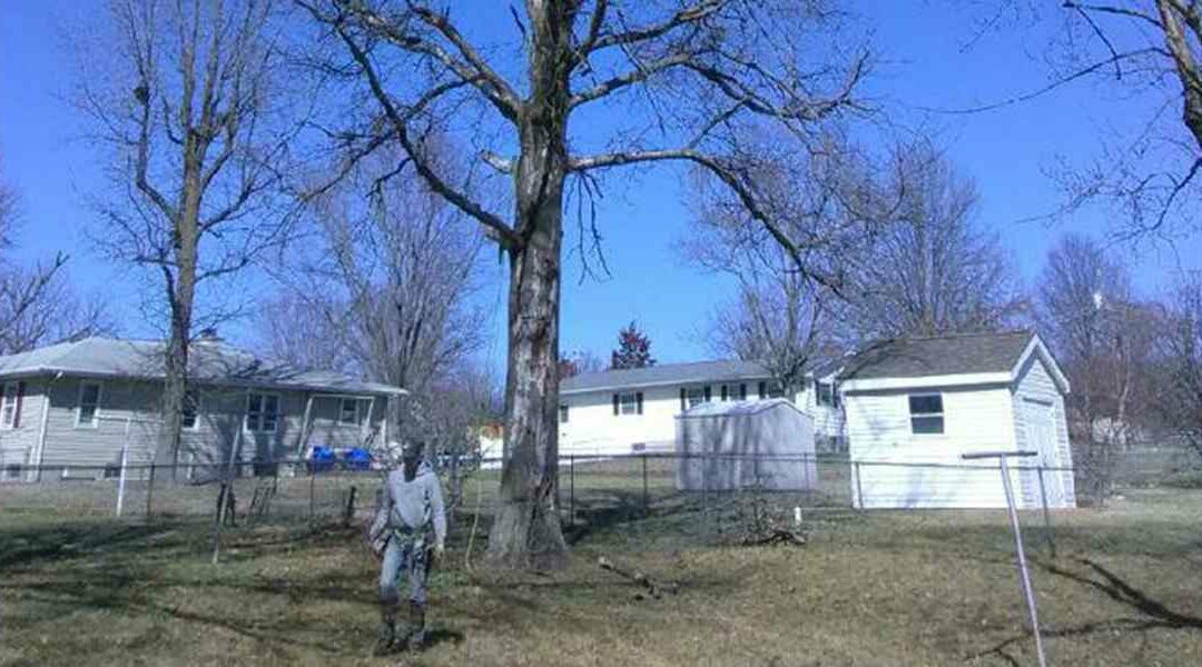 Tree Care Blog Arboriculture Tips SMB Family Tree Service