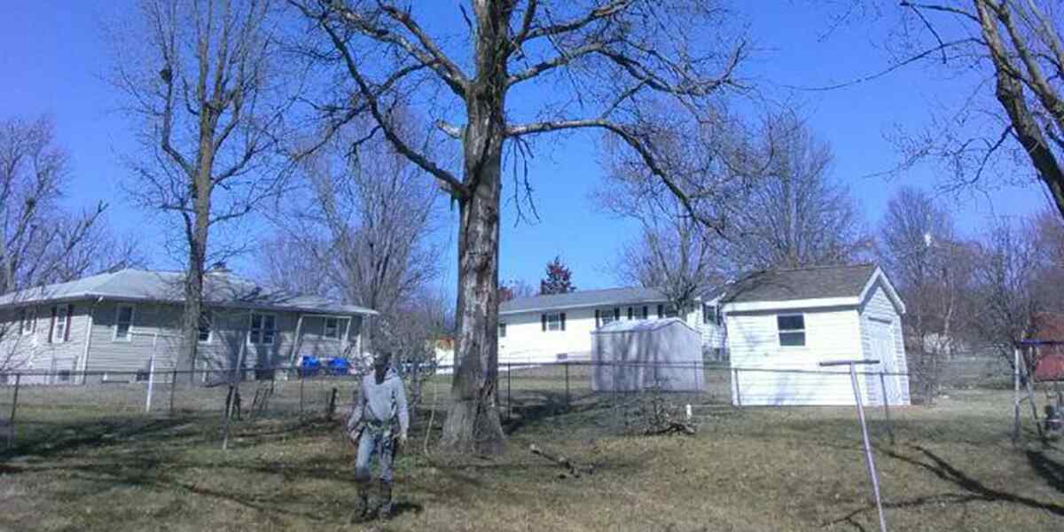 is-white-fungus-on-trees-dangerous-white-spots-on-trunks