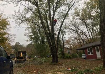 tree-removal-S.M