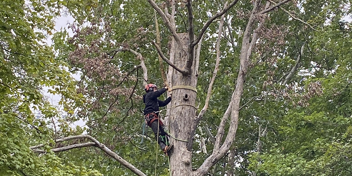 Tree Trunk Rotting: Can You Stop or Treat Tree Trunk Decay?